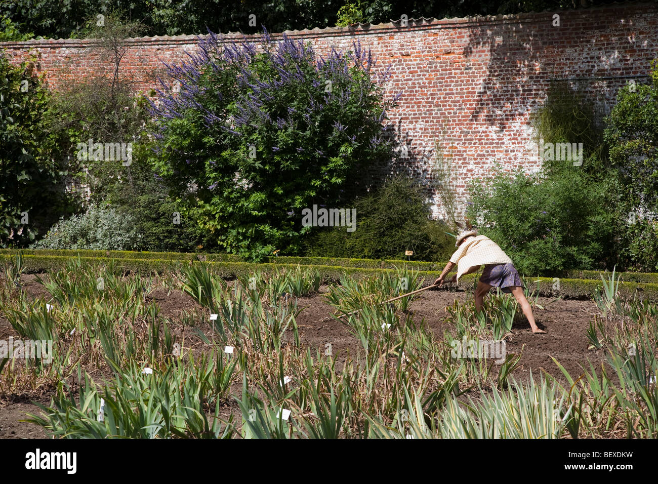 Gärtner Rechen Boden in ummauerten Garten National Botanic Gardens Nationale Plantentuin Meise Brüssel Belgien Stockfoto