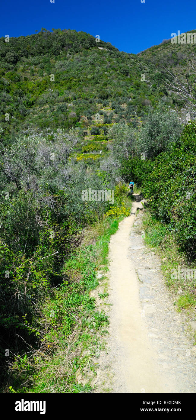 Ein Wanderweg in den kostalen Hügeln des Nationalparks Cinque Terre in Italien. Stockfoto