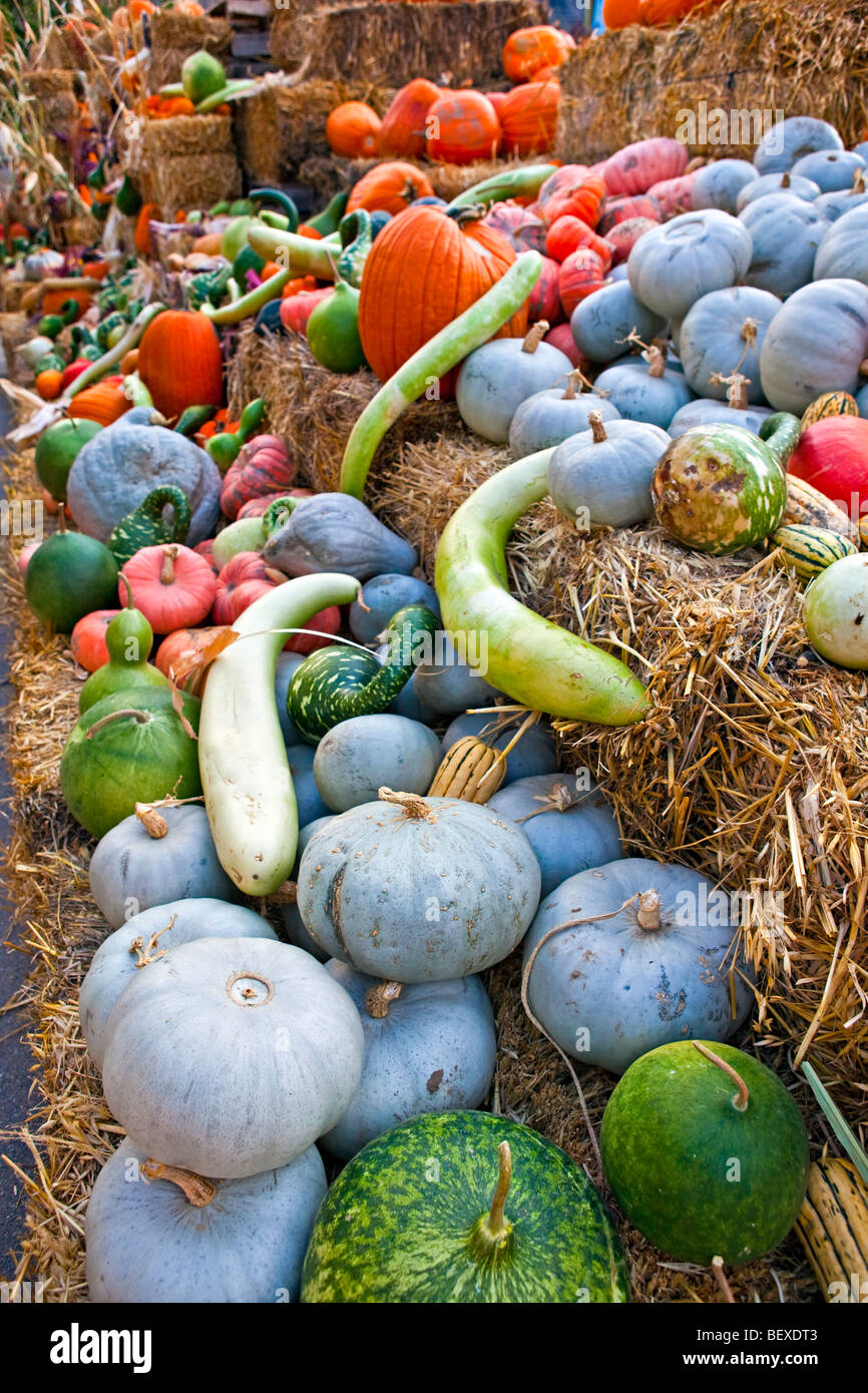 Kürbisse, Kürbisse und Zucchini zum Verkauf an ein Produkt stall in der Stadt Keremeos, Okanagan-Similkameen Region Okanagan, Briti Stockfoto