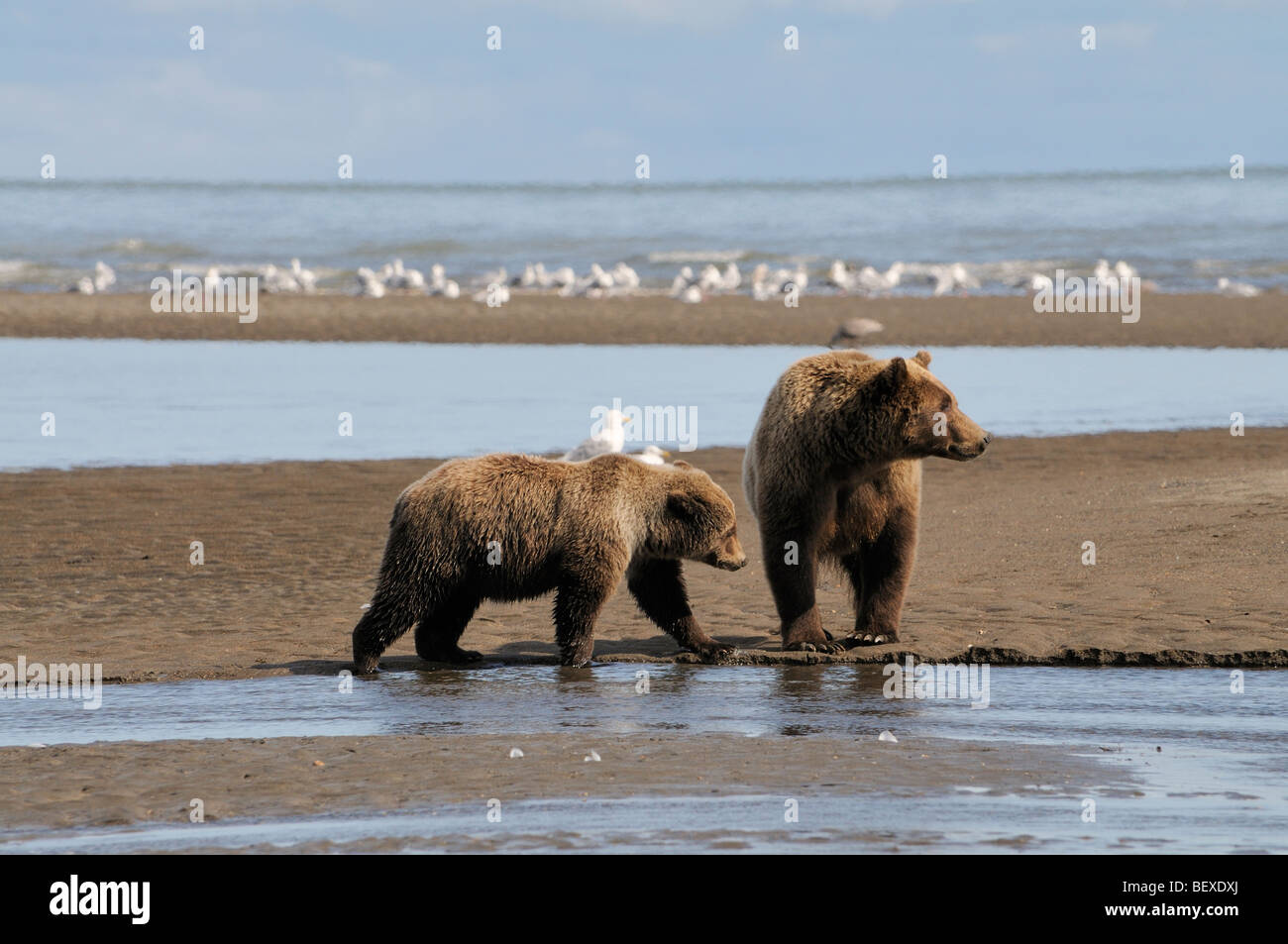 Stock Foto von einem Jährling Bärenjunge nähert sich seiner Mutter an einem Fluss aus dem Ozean, Lake-Clark-Nationalpark, Alaska. Stockfoto