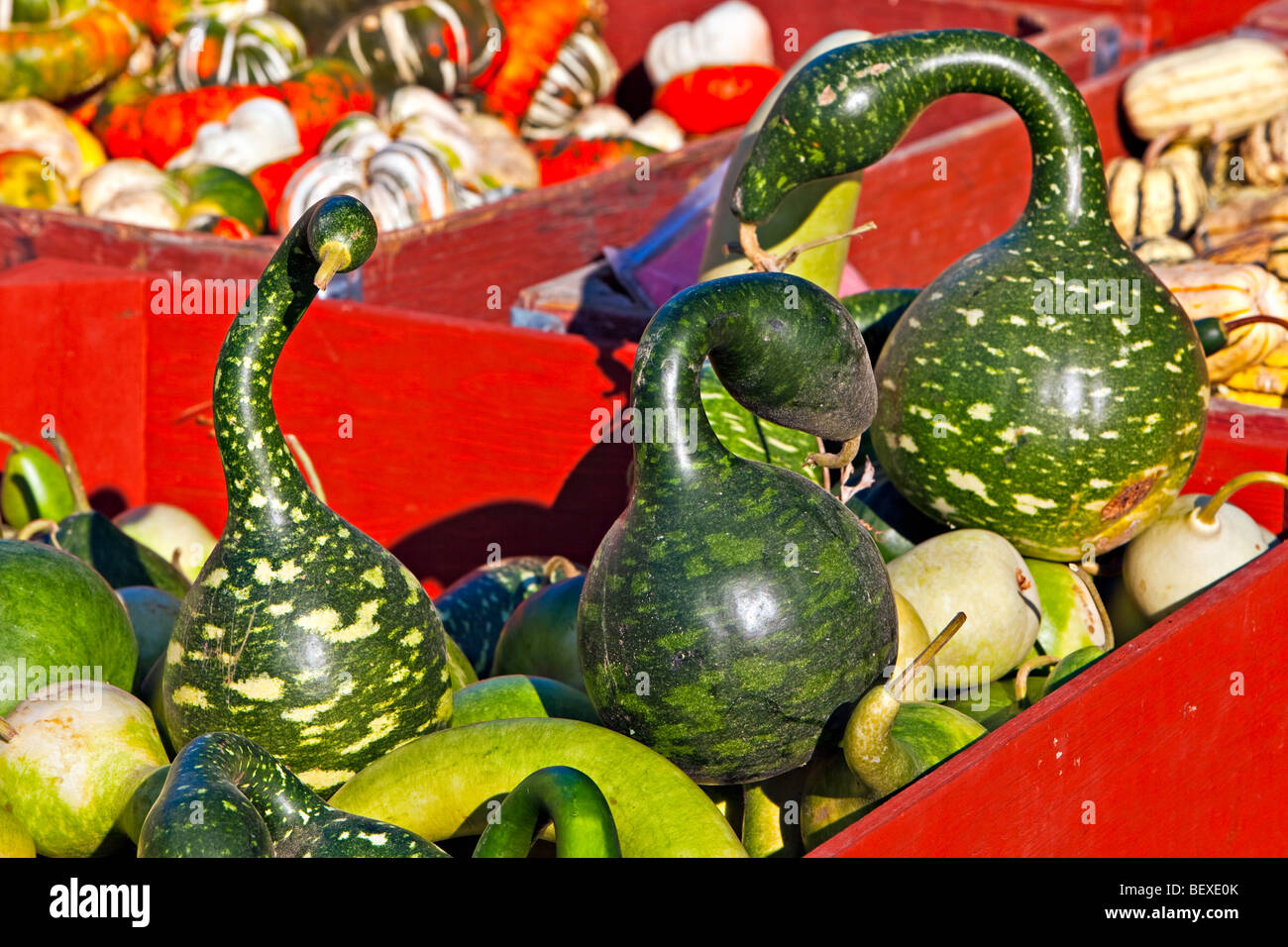 Kürbisse auf dem Display an einem produzieren stall in Keremeos, Okanagan-Similkameen Region Okanagan, British Columbia, Kanada. Stockfoto