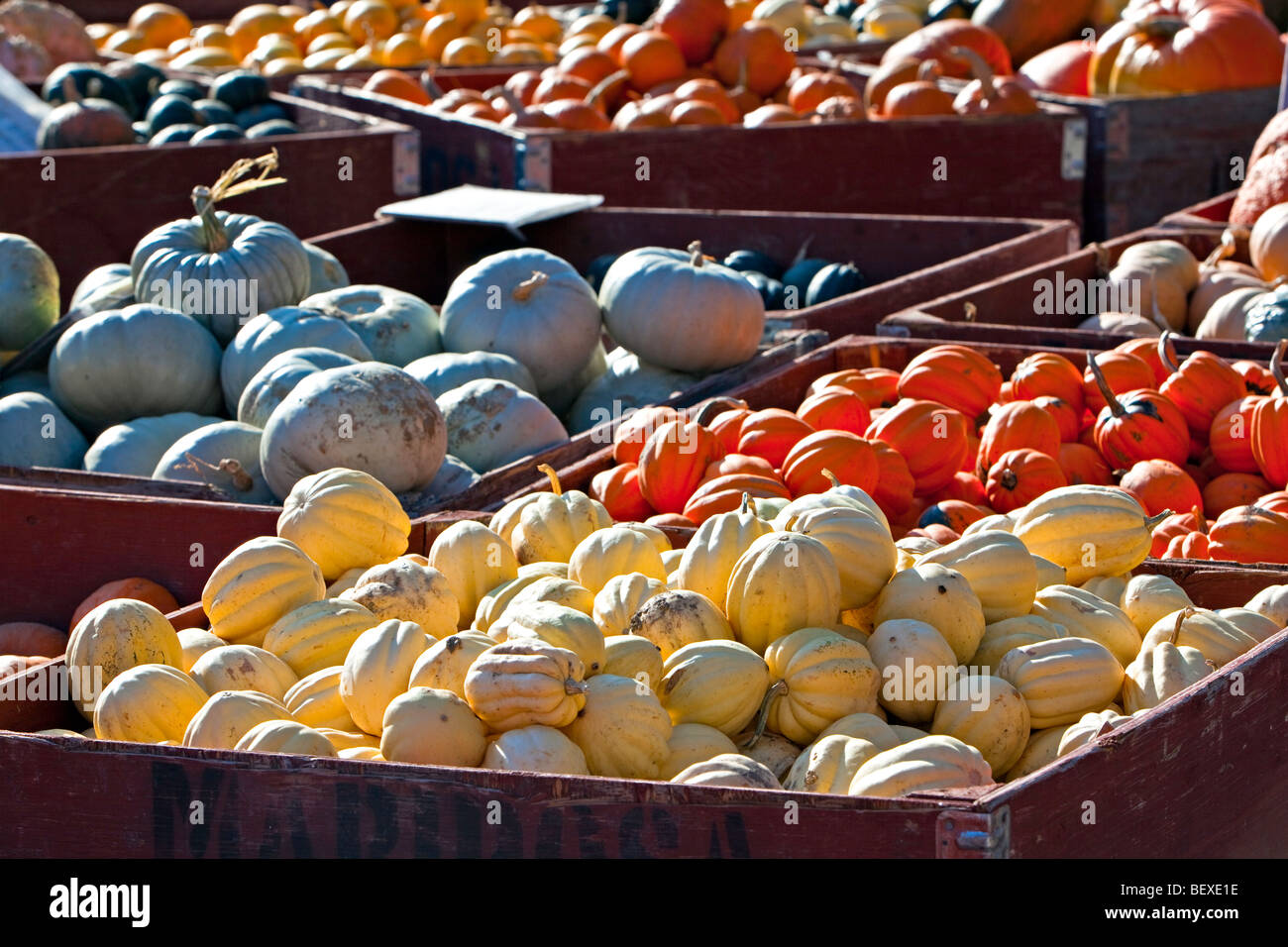 Kürbisse und Kürbisse auf dem Display an einem produzieren stall in Keremeos, Okanagan-Similkameen Region Okanagan, British Columbia, Kanada Stockfoto