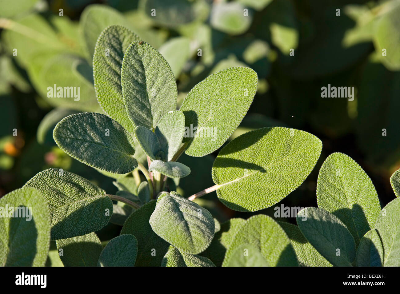 Salbei - Berggarten, Salvia Officinalis, Garten der Innovationen bei den Montreal Botanical Garden, Jardin Botanique de Montréal, Hochela Stockfoto