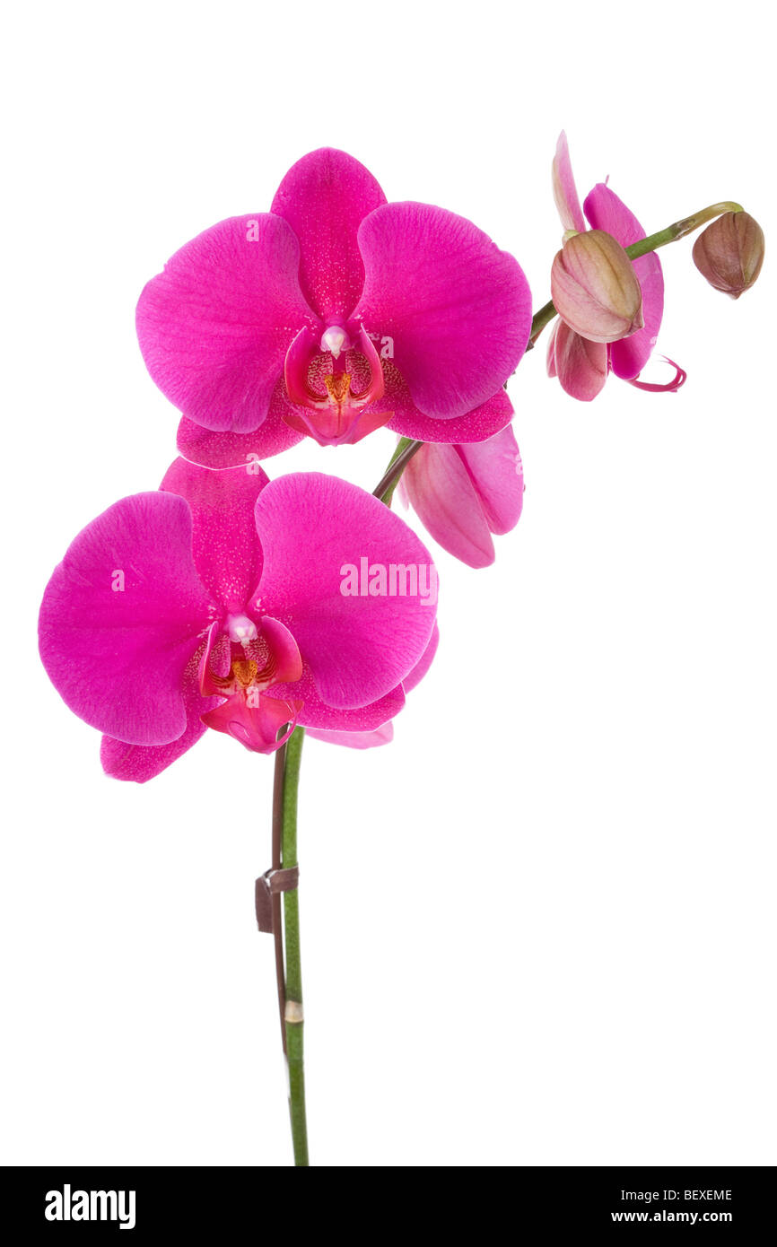Rosa Nachtfalter-Orchidee mit weißem Hintergrund Stockfoto