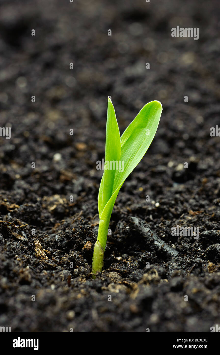 Landwirtschaft - ein Mais-Sämling ergibt sich aus dem Boden in den frühen Morgenstunden Licht / Iowa, USA. Stockfoto