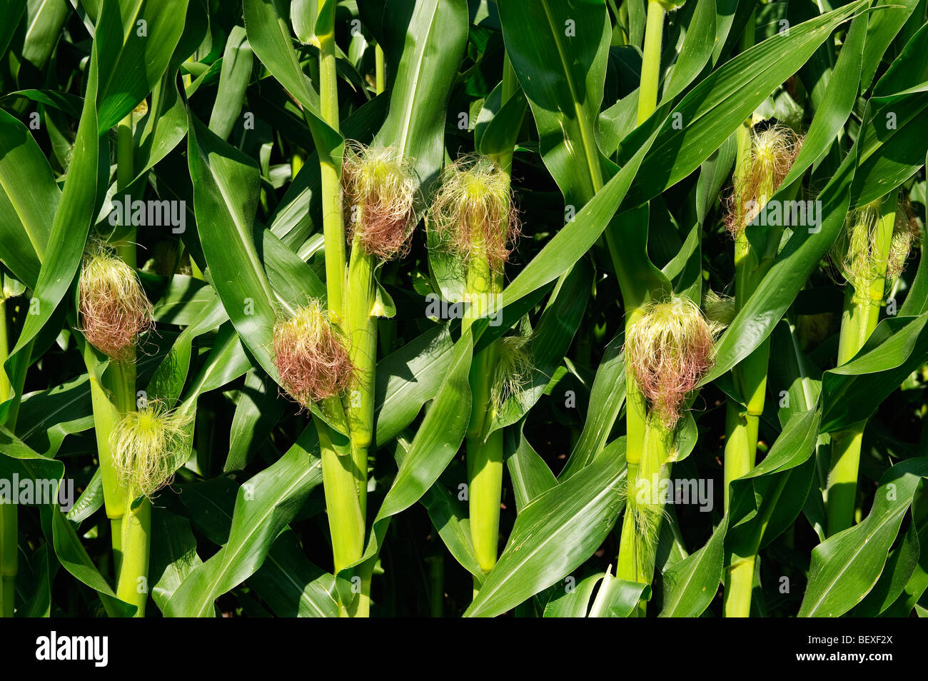 Landwirtschaft - Nahaufnahme von Unreife Getreide Mais Ohren auf die Stiele im Hochsommer / Iowa, USA. Stockfoto