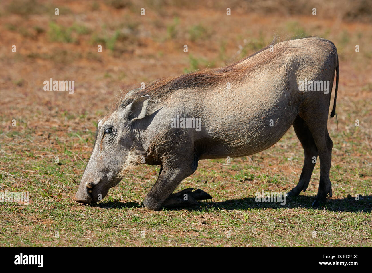 Ein Warzenschwein (Phacochoerus Africanus) Fütterung auf Rasen, Südafrika Stockfoto