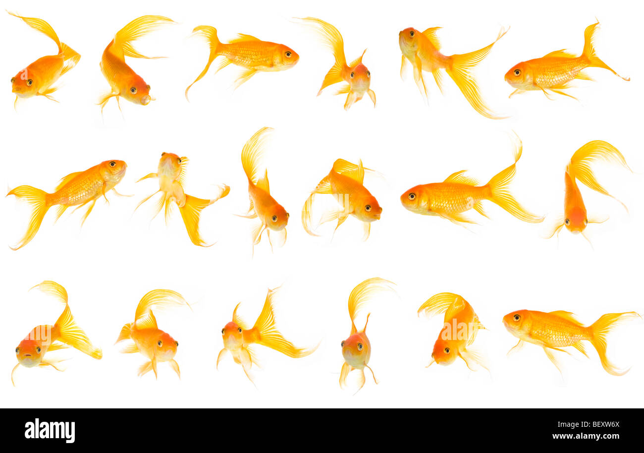 Goldfisch Liegt Auf Der Seite Und Bewegt Sich Kaum Goldfische -Fotos und -Bildmaterial in hoher Auflösung – Alamy