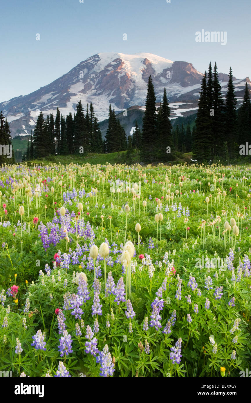 Sommer Wildblumen, Paradies Bereich Mount Rainier Nationalpark, Washington Juli Stockfoto