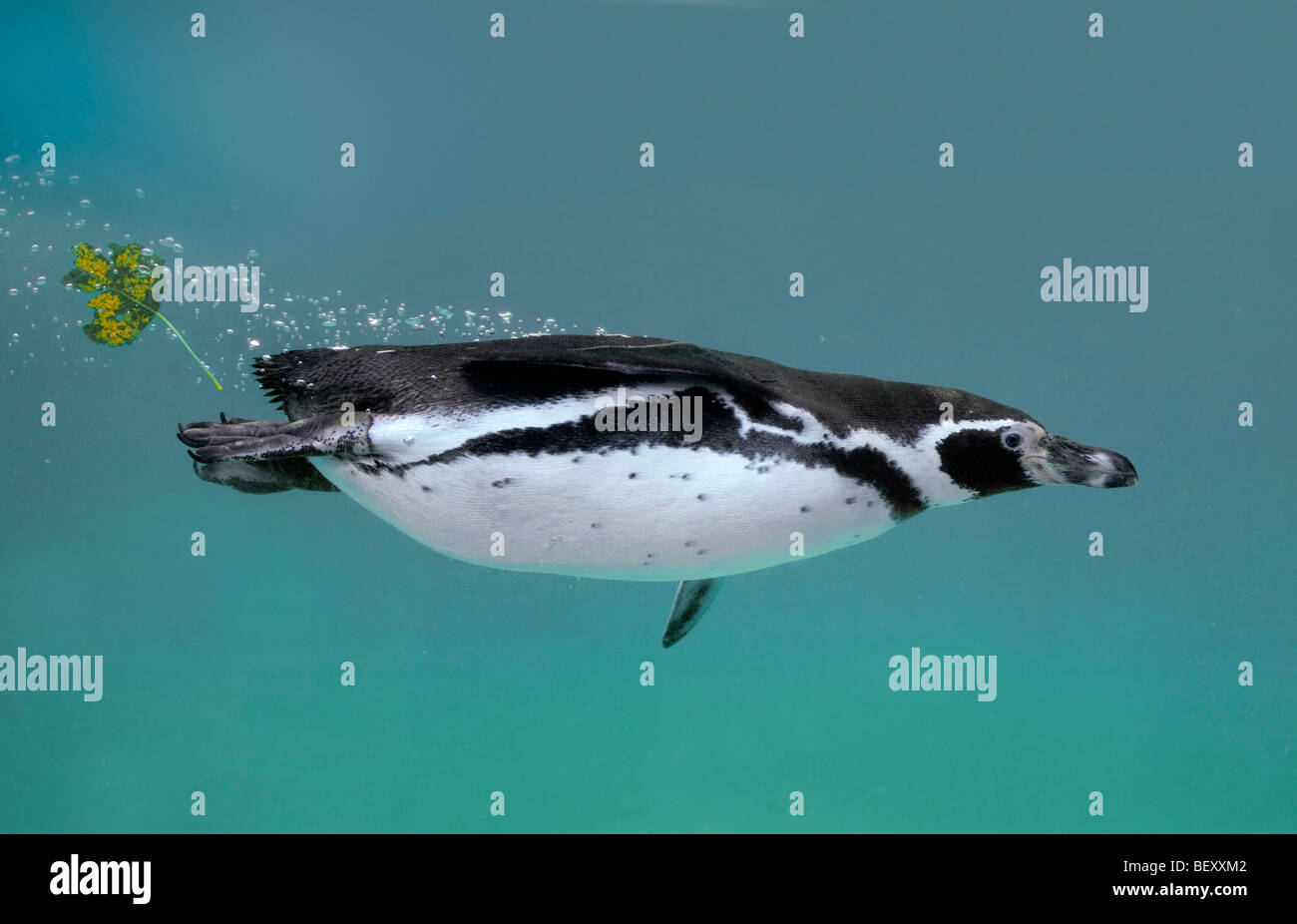 Humboldti Pinguin (Spheniscus Humboldti) Schwimmen unter Wasser Stockfoto