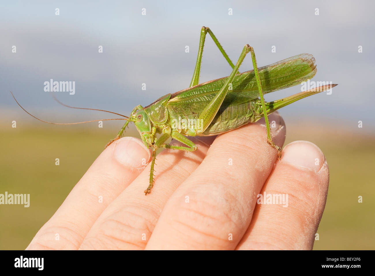 Große grüne Bush-Cricket in der Hand gehalten, Dorset, Großbritannien Stockfoto