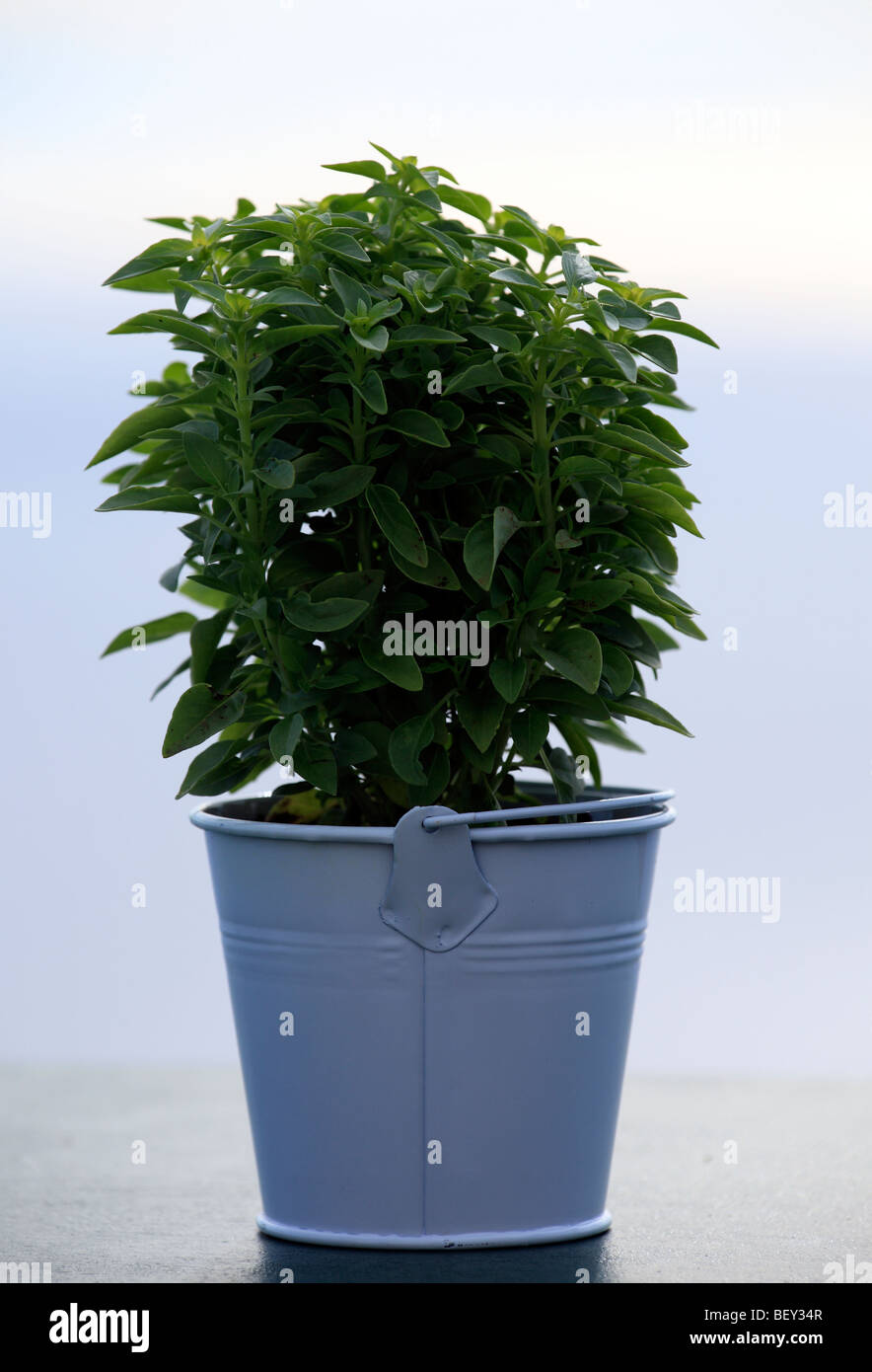 Griechenland einen Topf Basilikum Stockfoto