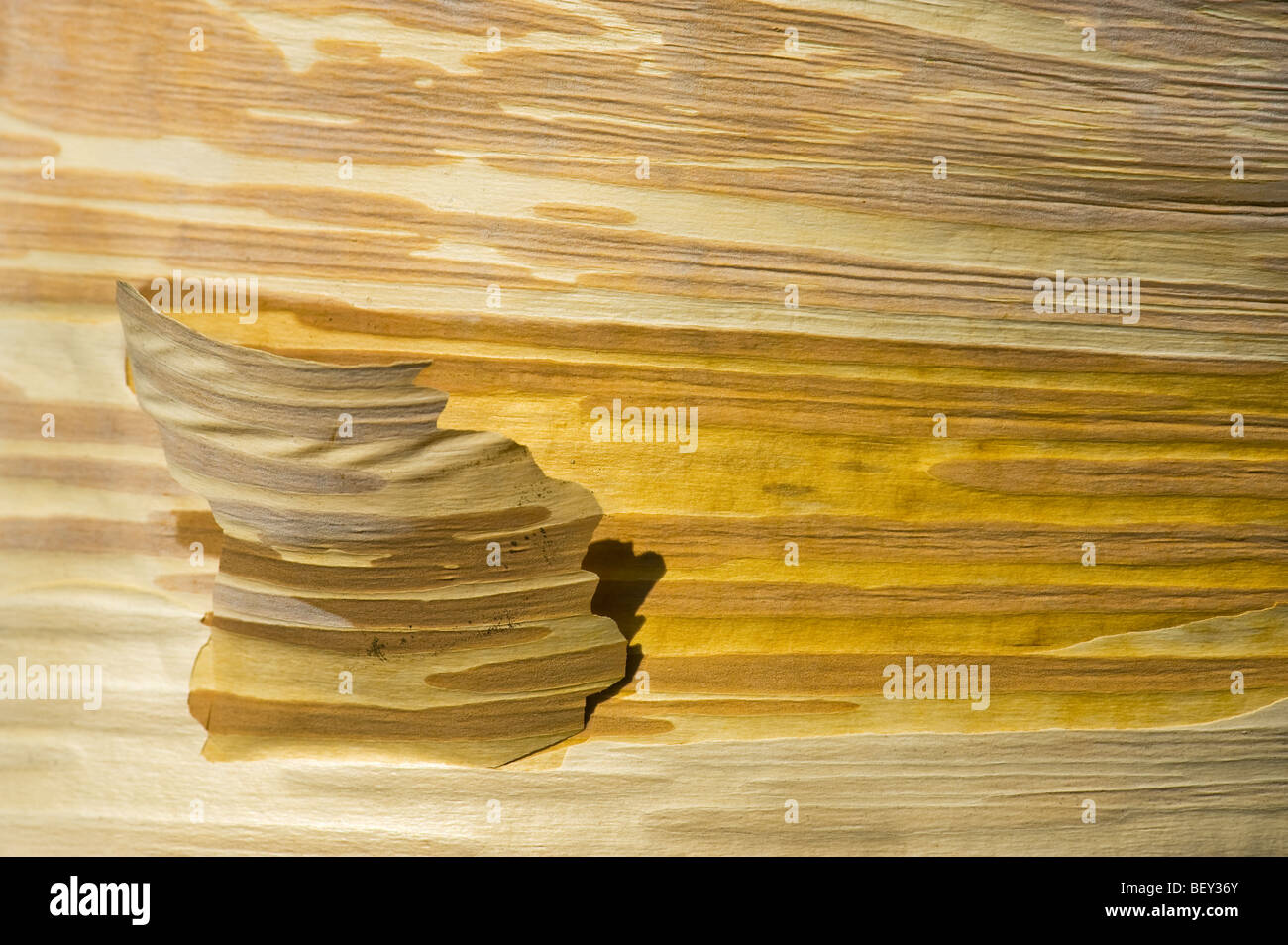 Birke Rinde Baum Holz hölzern außerhalb Muster glatte Stamm farbig farbige Farbe Farbe Doppel Sandwich zwei zweimal exotischen Holz ab Stockfoto