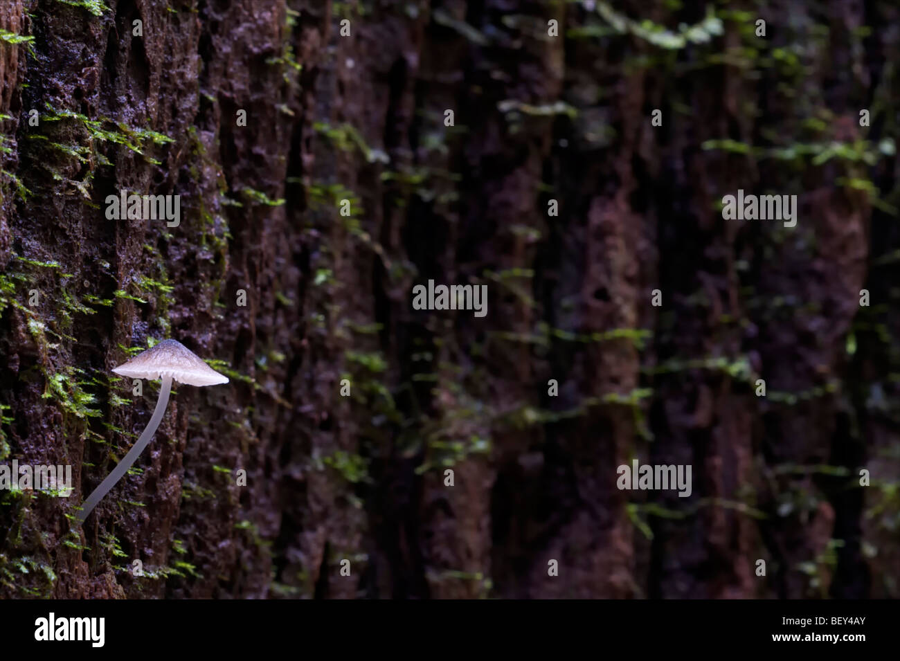 Die leuchtende Pilze (Filoboletus Manipularis) wächst aus Baumrinde im Nationalpark Pang Sida, Thailand. Stockfoto