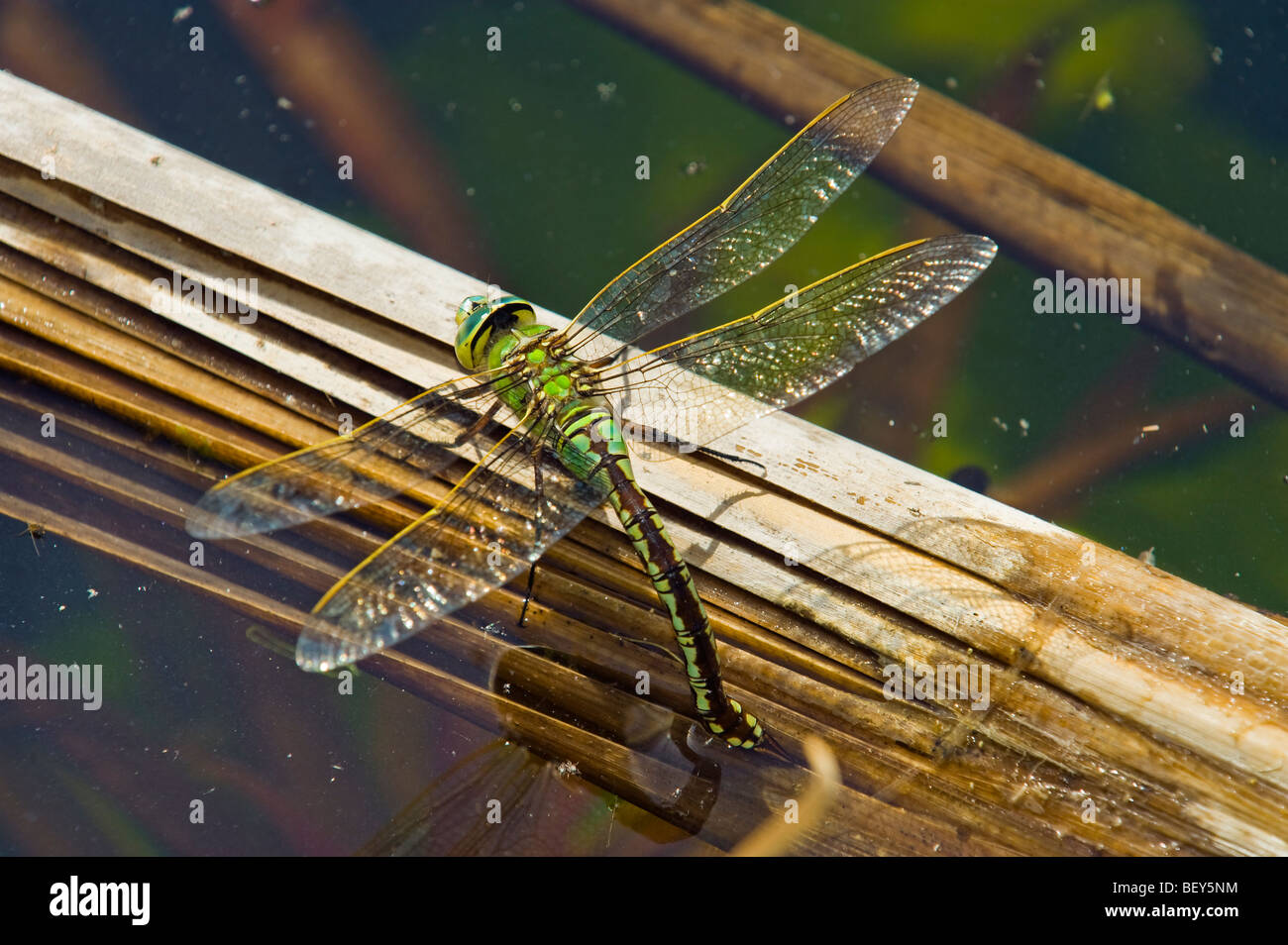 grün blau braun fliegen Libelle Reproduktion Dracheneier Verlegung im Wasser Pflanze großen Drachen fliegen Ei Libelle sitzend Teich Stockfoto