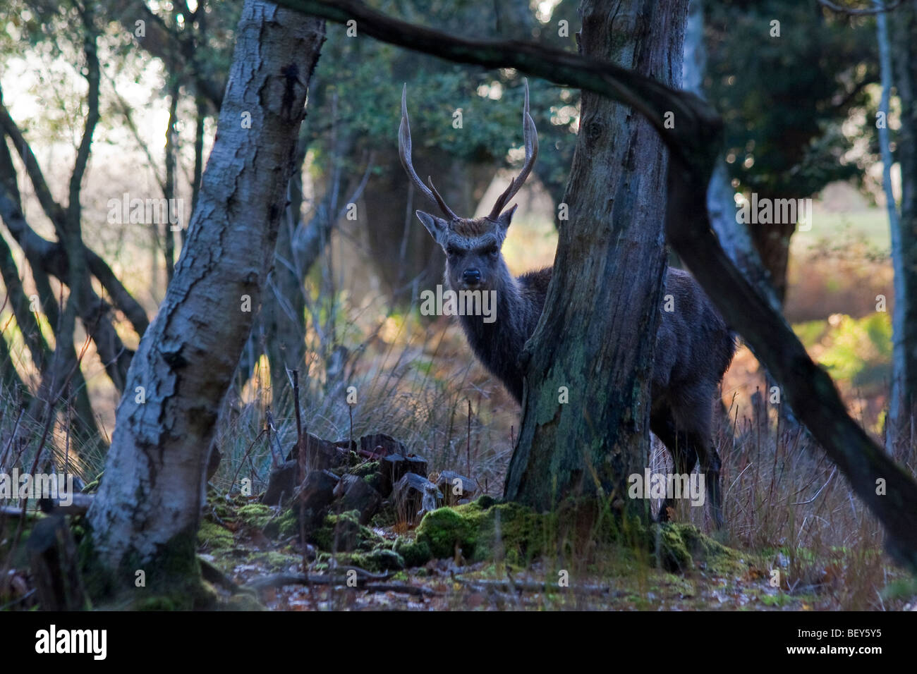 Sika-Hirsch (Cervus Nippon) im Wald. Arne, Dorset, Großbritannien Stockfoto