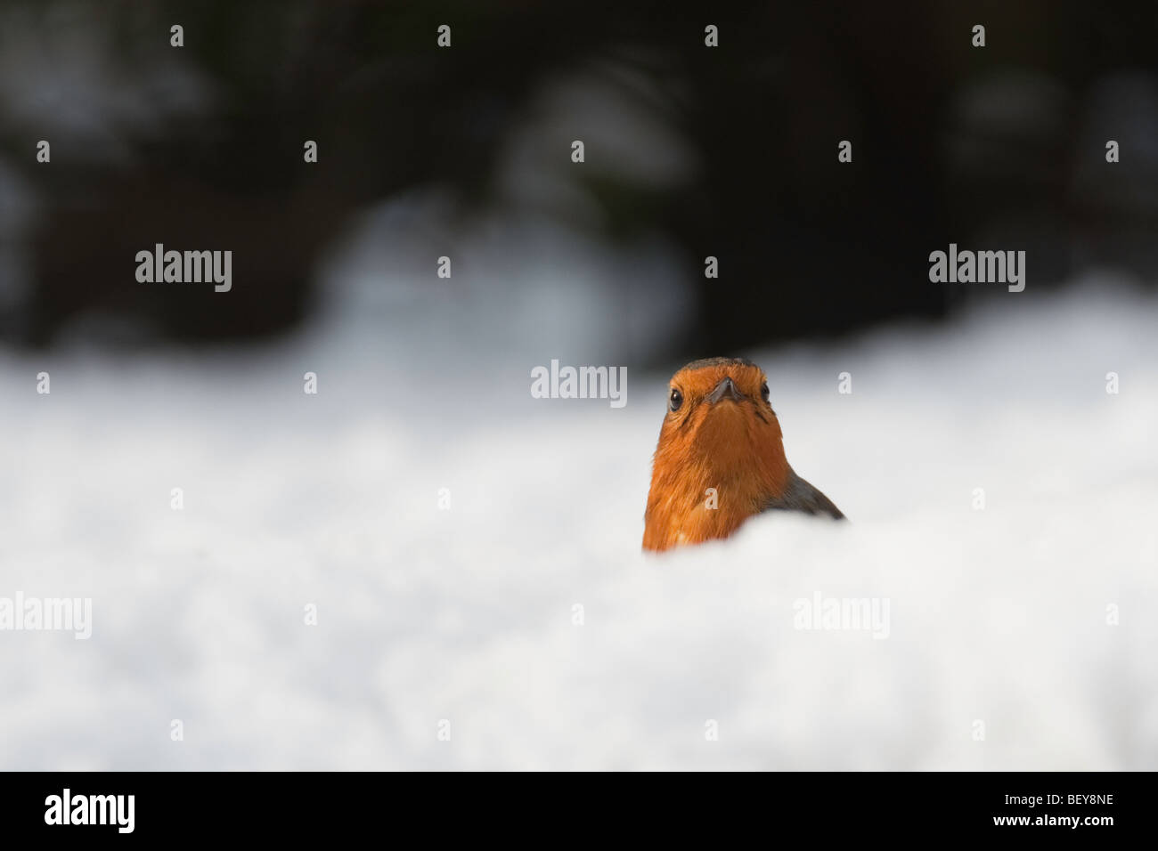 Robin Erithacus Rubecula auf Nahrungssuche im Tiefschnee Stockfoto