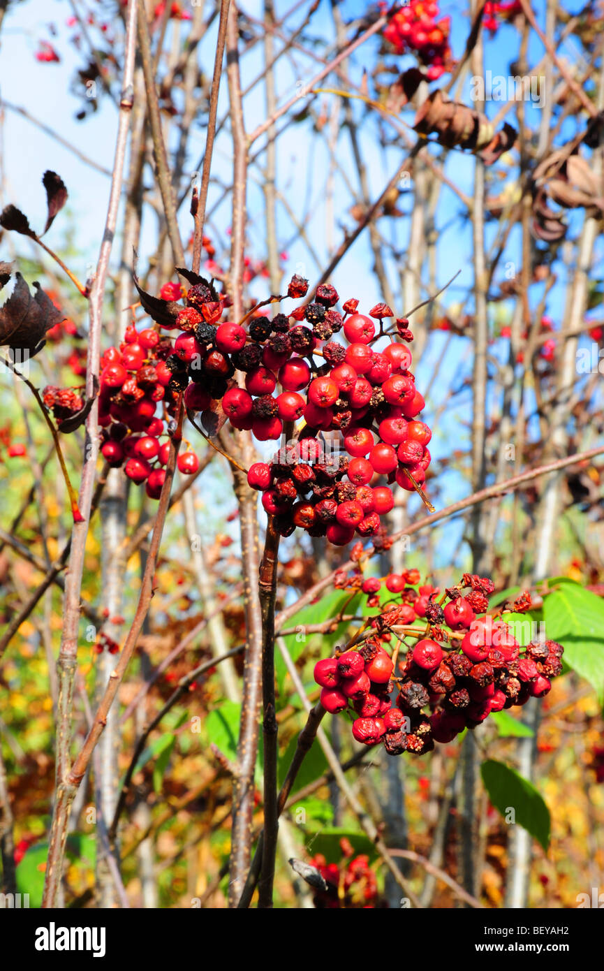 Herbstfarben in Staffordshire Stockfoto