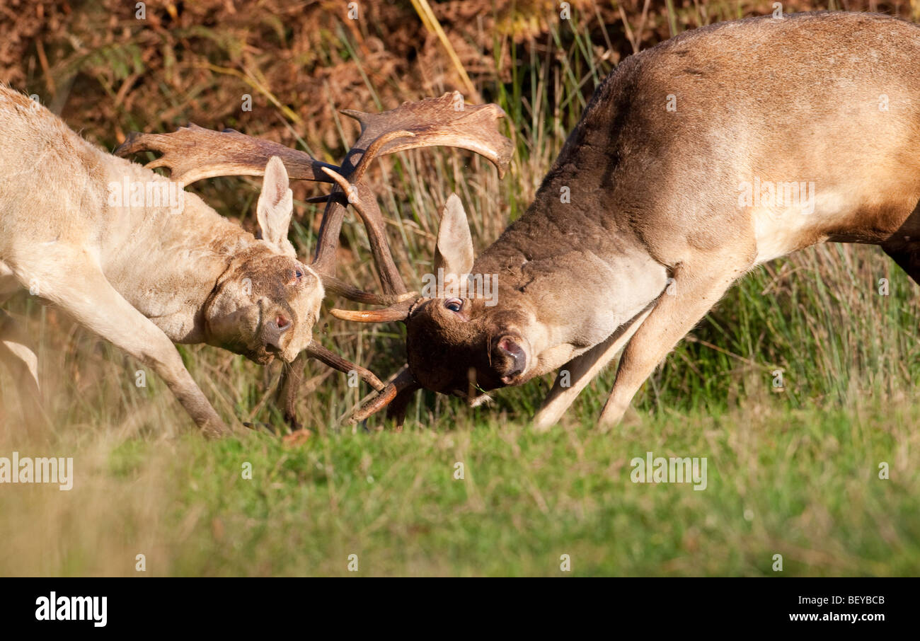 Spurrinnen Damhirsch Geweih sperren Stockfoto