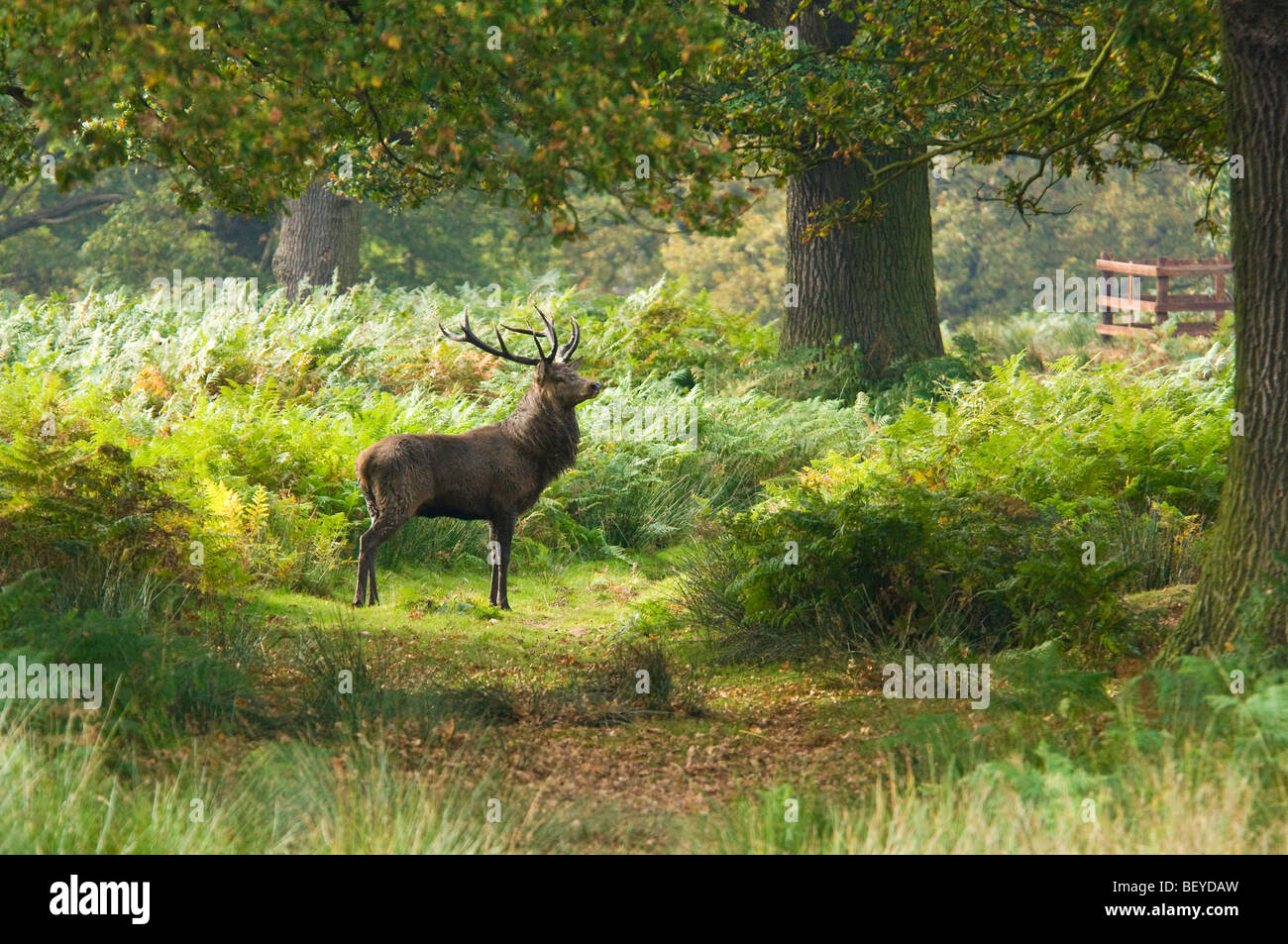 Rotwild in dappled Sonnenlicht, Leicestershire Stockfoto