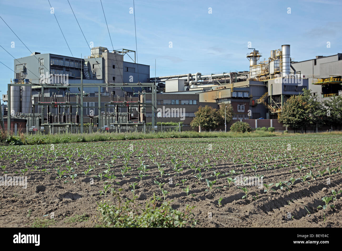 Gemüseanbau, die neben einem Stahlwerk in der Nähe von Brühl Köln Nord-Rhein Westfalen-Deutschland Europa Stockfoto