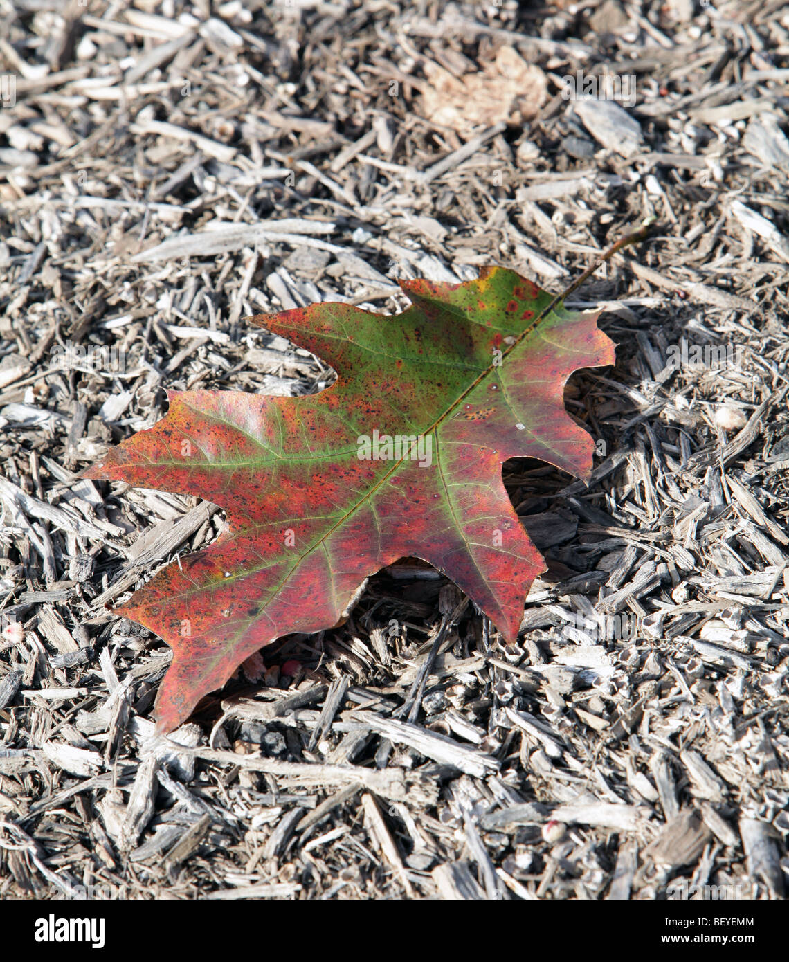 Ein einzelnes Roteiche Blatt im Herbst Farbe Farbe auf einem Bett von Mulch Quercus Rubra Fagaceae. Wandelnden Blätter des Herbstes. Stockfoto