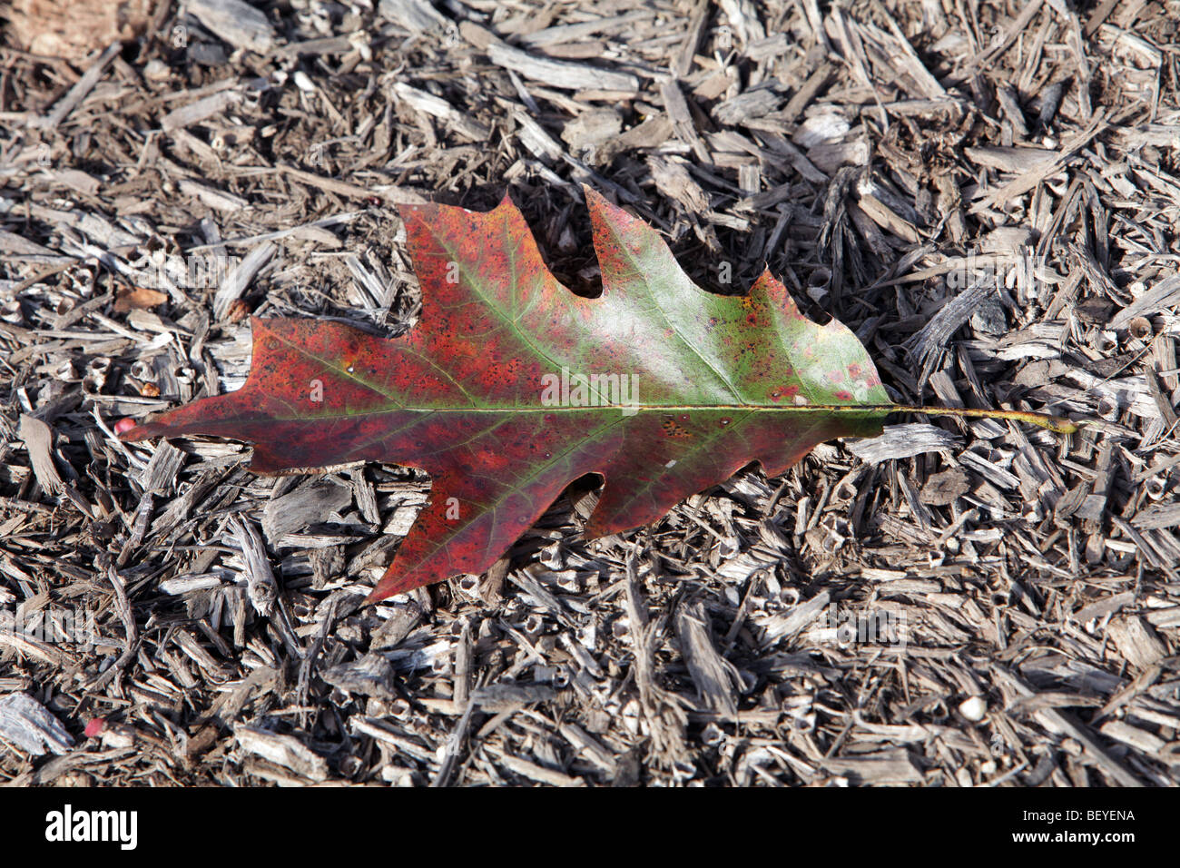 Ein einzelnes Roteiche Blatt im Herbst Farbe Farbe auf einem Bett von Mulch Quercus Rubra Fagaceae. Wandelnden Blätter des Herbstes. Stockfoto