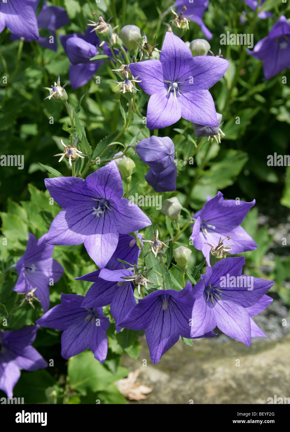 Chinesische Glockenblume Platycodon mehrblütigen 'Apoyama', Campanulaceae, Japan, China, Asien. Auch bekannt als Platycodon oder japanische Glockenblume. Stockfoto