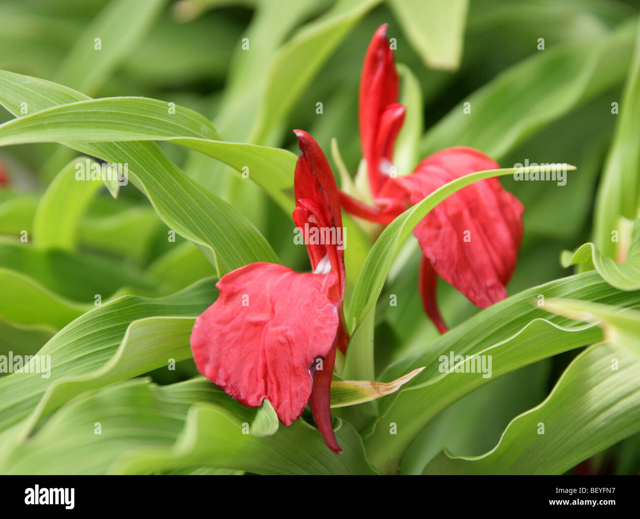 Roscoea Purpurea "Red Gurkha", Zingiberaceae, Zentral-Nepal, Asien Stockfoto