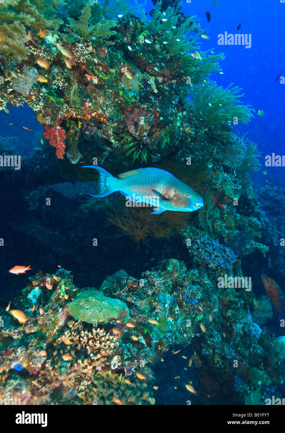 Meereslebewesen befestigt und Leben auf die USS Liberty-Frachter und des 2. Weltkriegs Liberty-Frachter vor der Küste von Tulamben, Bali versenkt Stockfoto