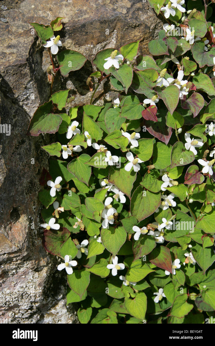 Chamäleon pflanze -Fotos und -Bildmaterial in hoher Auflösung – Alamy