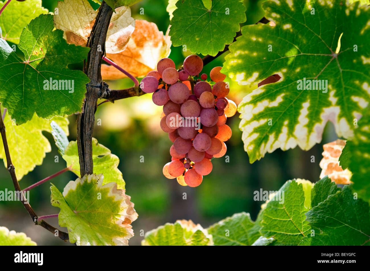 Gewürztraminer-Traube in der Domaines Dopff Weinberg im späten herbstlichen Sonnenschein in der Nähe von Riquewihr Elsass Frankreich Stockfoto
