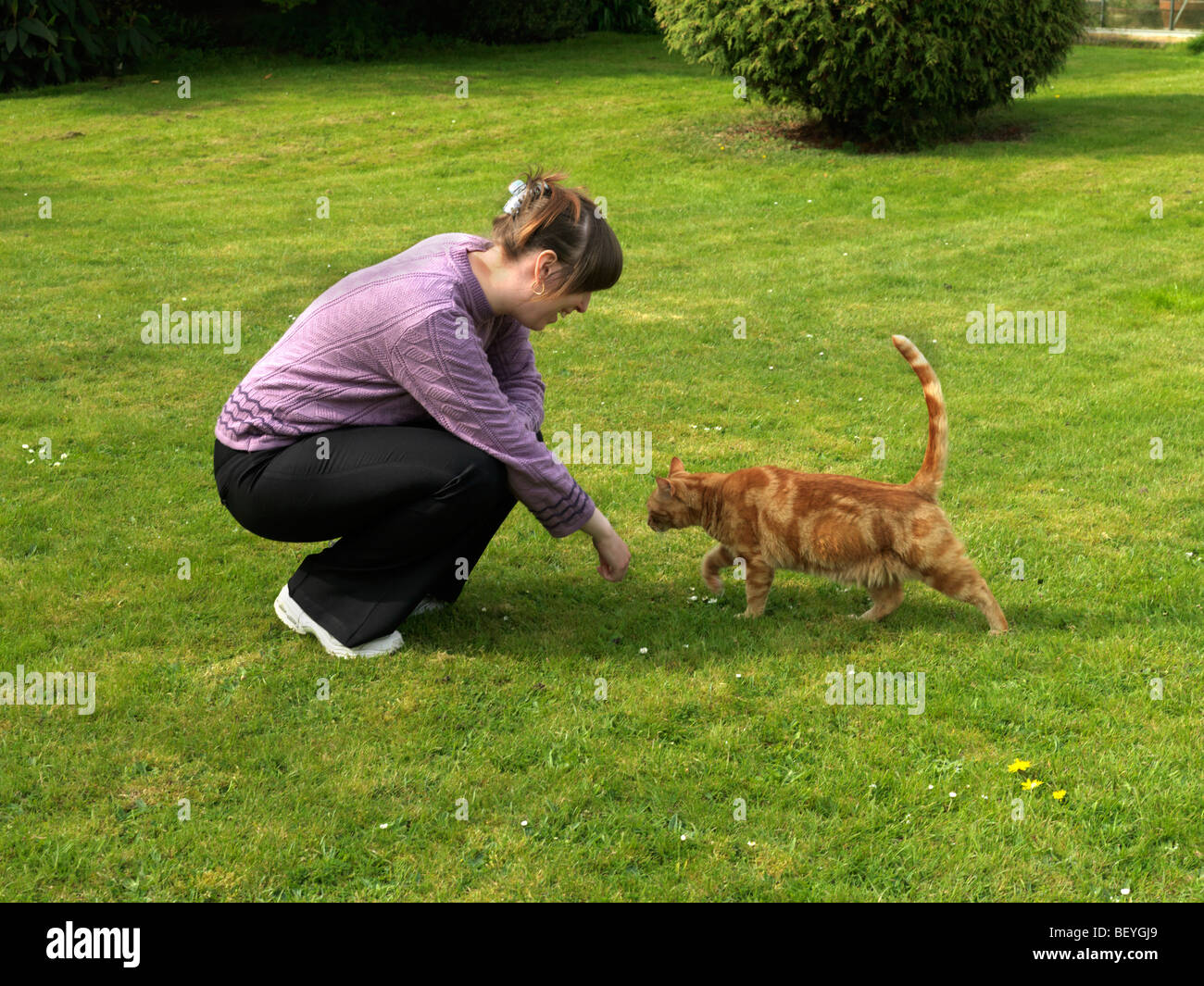 Ginger Red Tom Cat Gruß mit Tail In der Luft Stockfoto