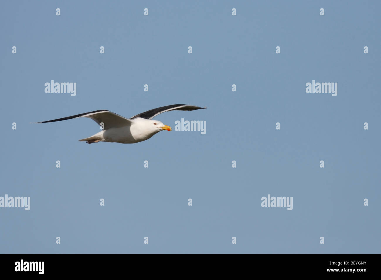 Große Black-backed Gull (Larus Marinus), während des Fluges im klaren blauen Himmel. Stockfoto