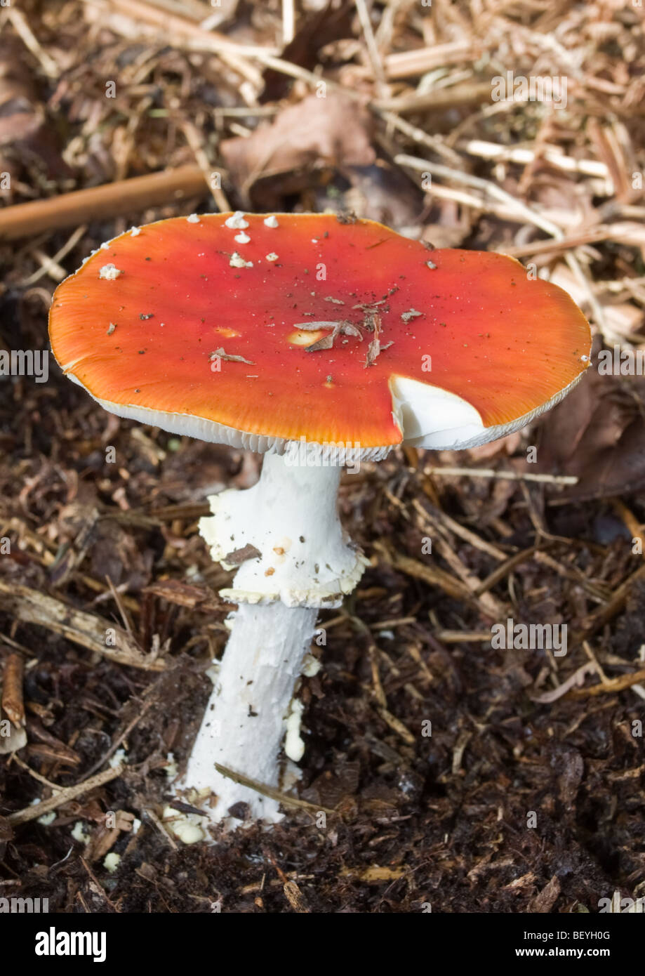Rote Pilze, Amanita muscaria Stockfoto
