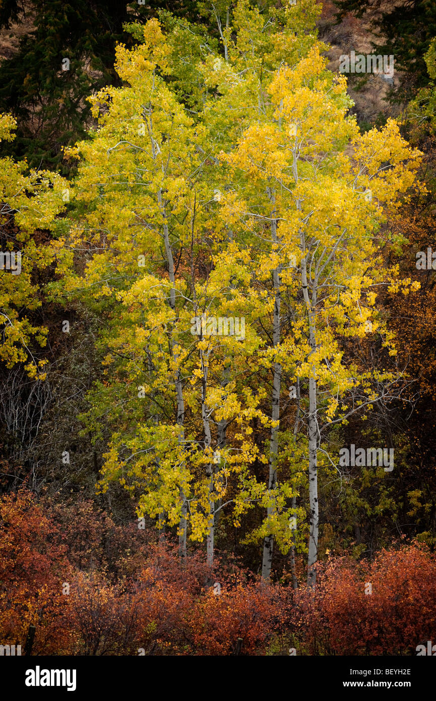 Farben des Herbstes erhöhen die Schönheit dieses Wäldchen Aspen in Pipestone Canyon in der Nähe von Winthrop, Washington gesehen. Stockfoto