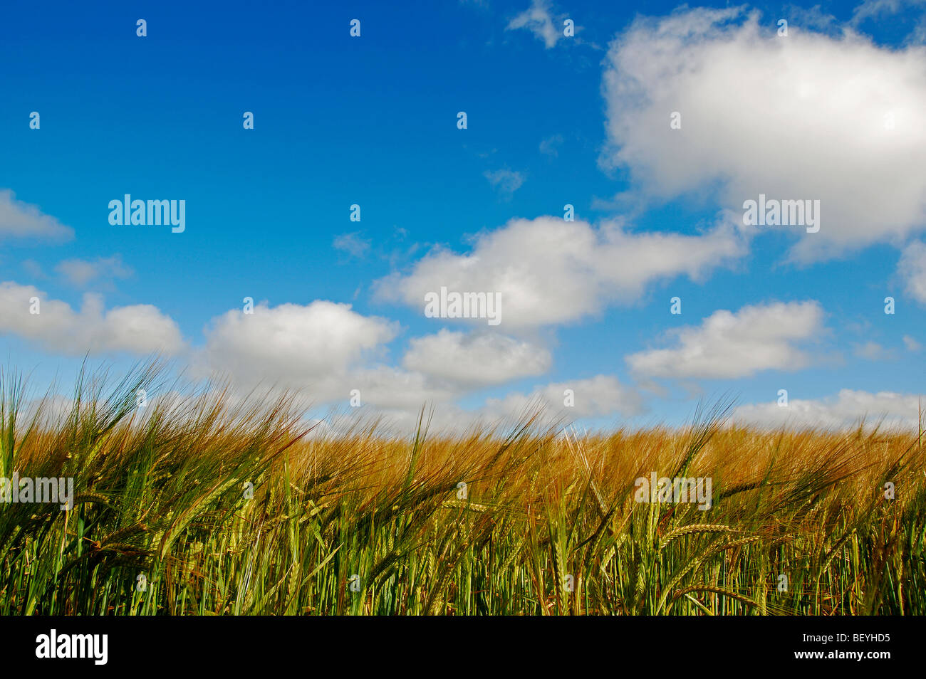 ein Weizenfeld in Cheshire, England, uk Stockfoto