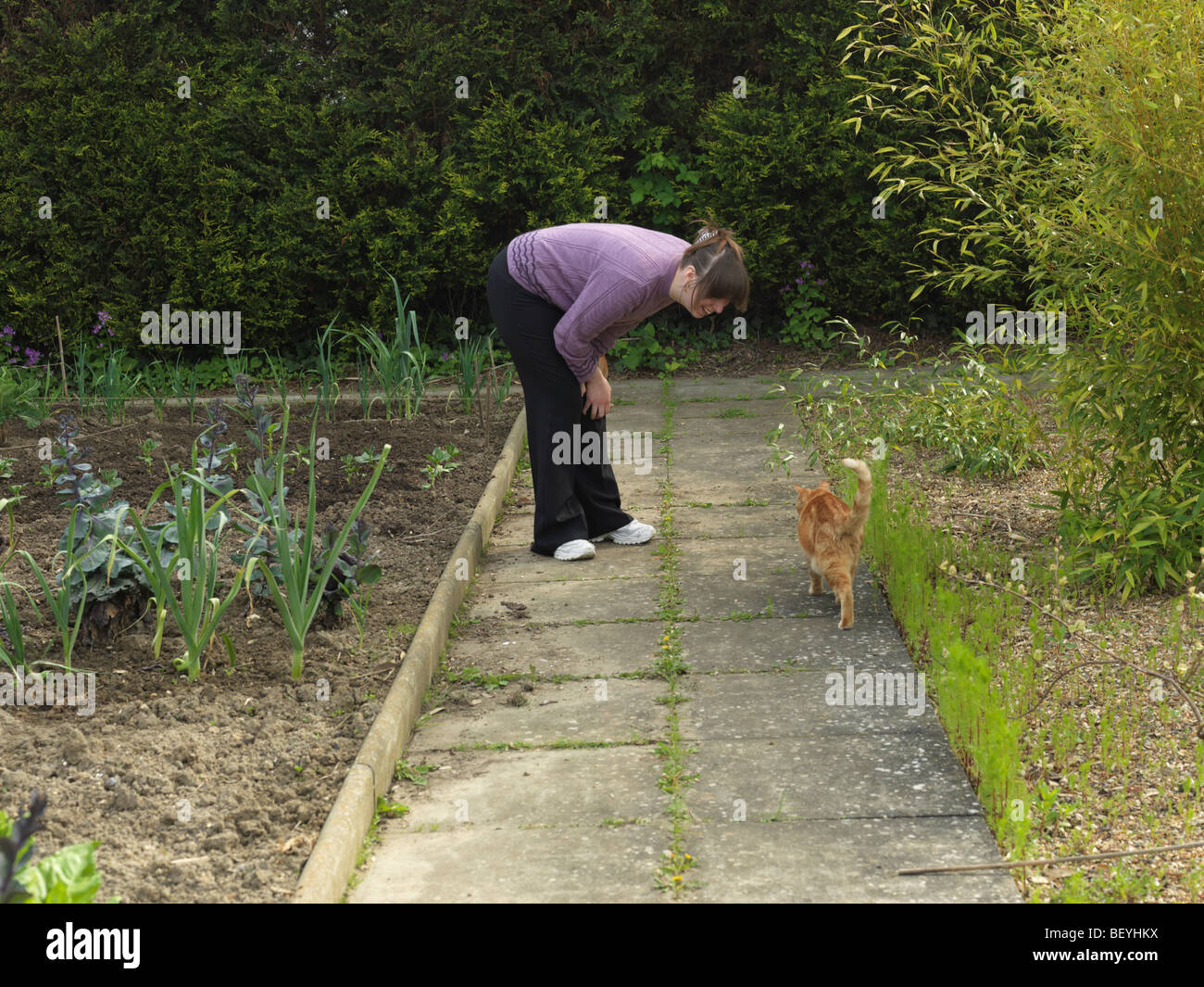 Ginger Red Tom Cat Gruß mit Tail In der Luft Stockfoto