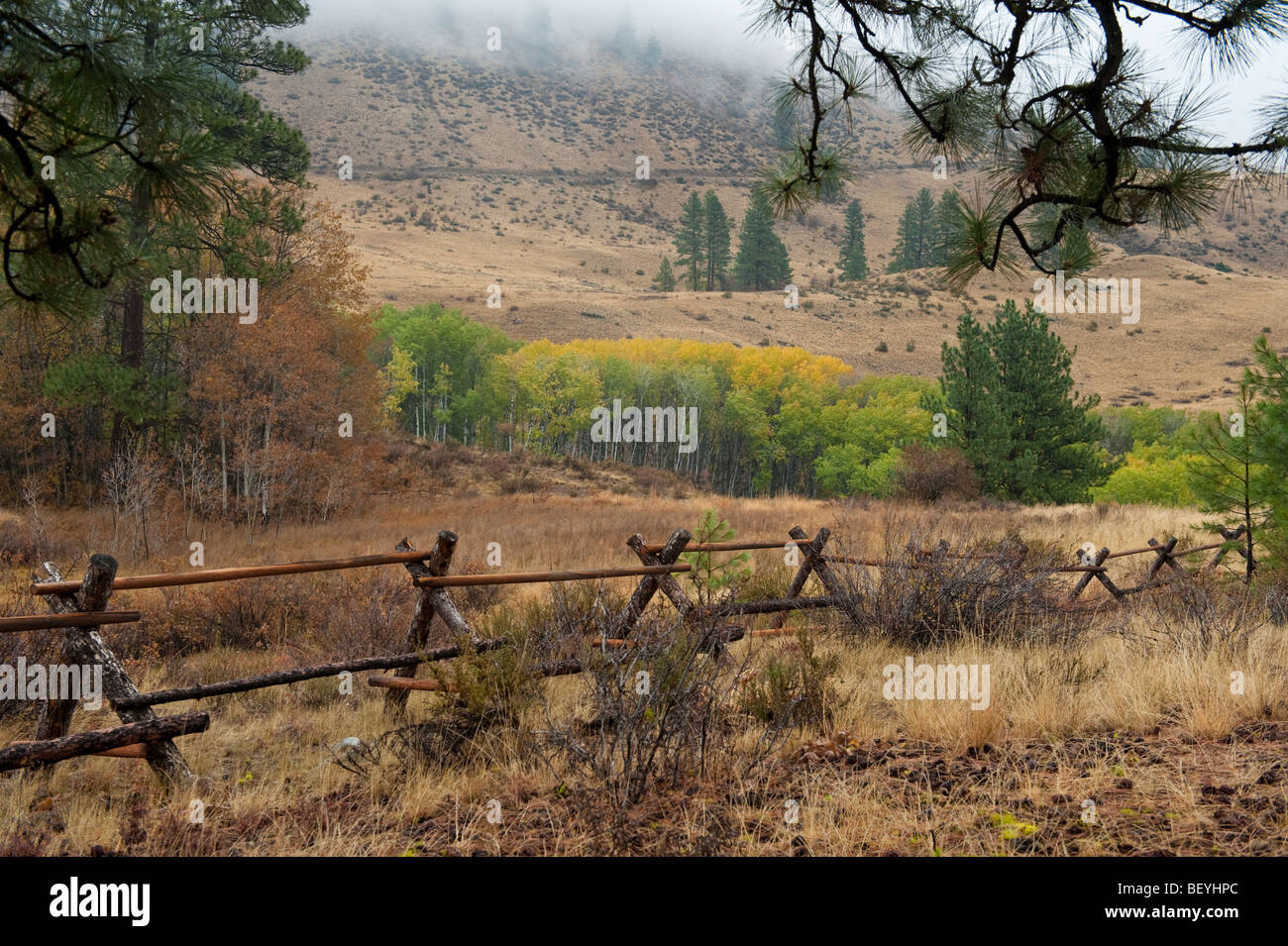 Ein Split Zaun in Rinder-Land. Die Espe Bäume wenden sich Farbe und der Nebel ist in diesem western-Feeling-Land einschleichen. Stockfoto