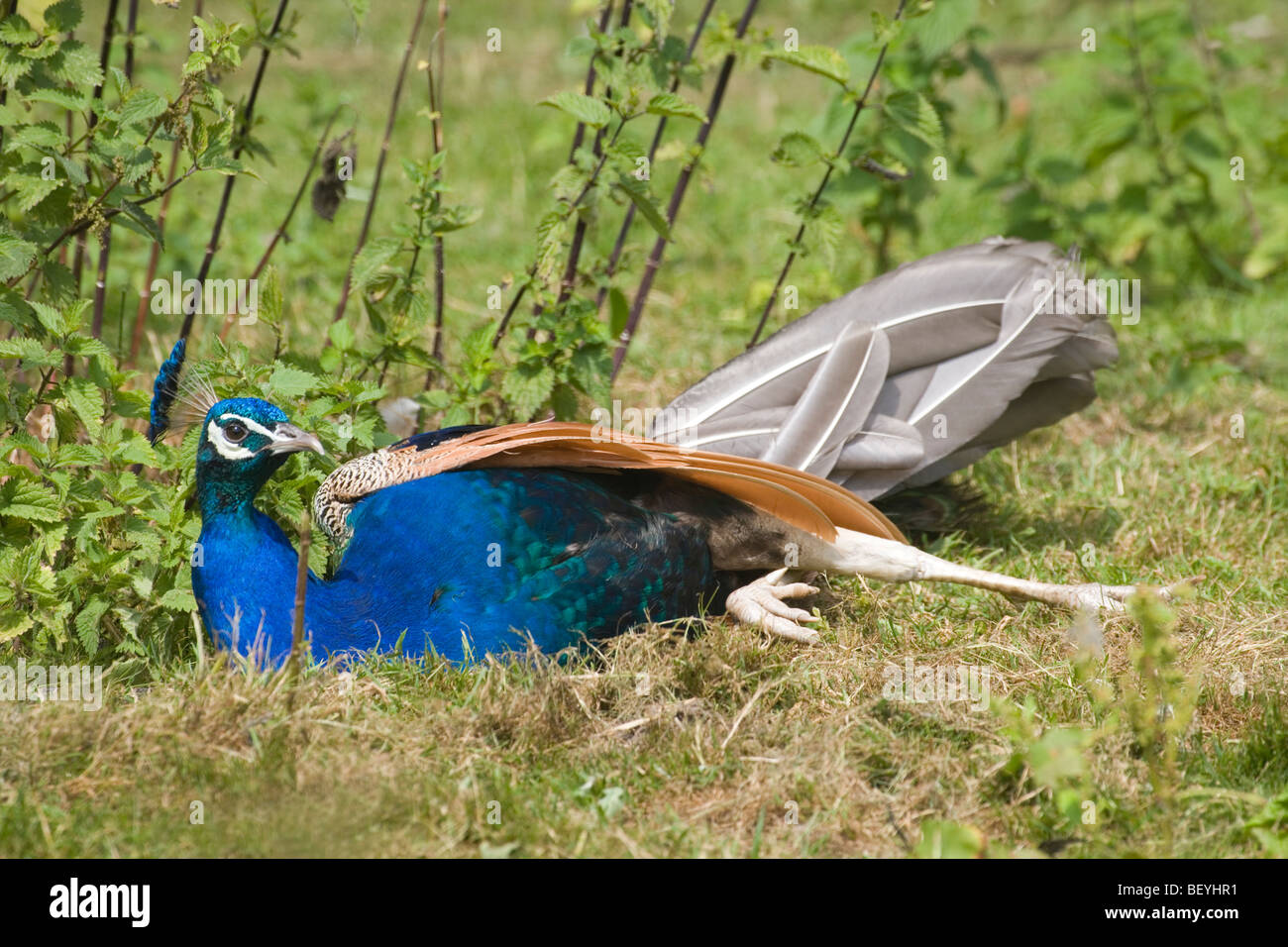 Gemeinsame, indischen oder blaue Pfauen (Pavo Cristata). Während der Mauser Pfau oder männlich, Sonne oder Staub baden. Stockfoto