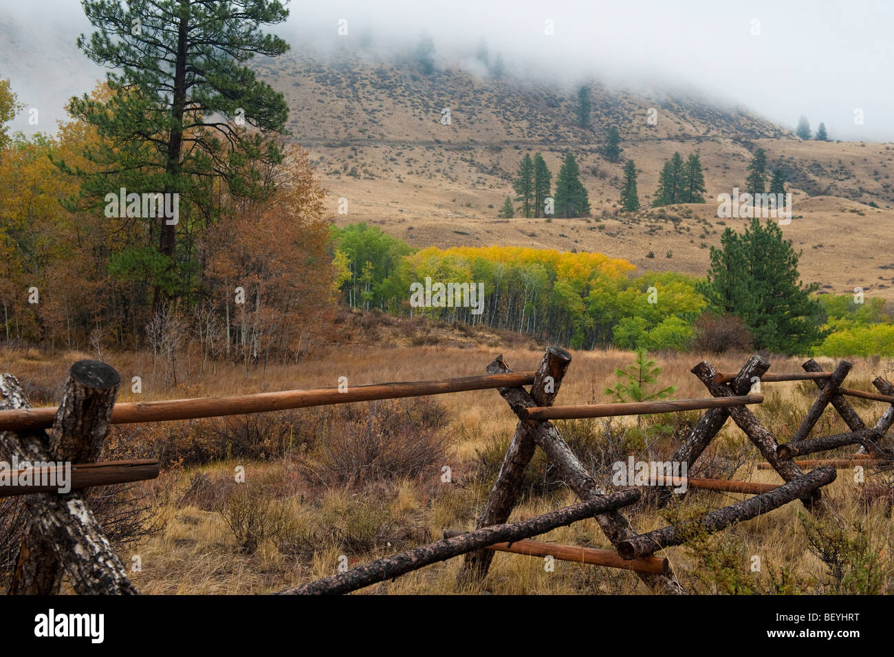 Ein Split Zaun in Rinder-Land. Die Espe Bäume wenden sich Farbe und der Nebel ist in diesem western-Feeling-Land einschleichen. Stockfoto