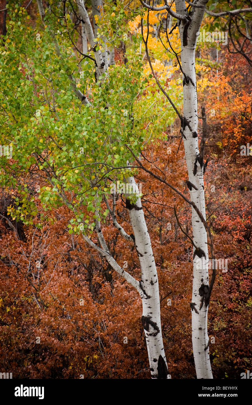 Herbst in Pipestone Canyon, etwas außerhalb von Winthrop, Washington, findet den Aspen Bäume und andere an ihre intensivste Farbe. Stockfoto