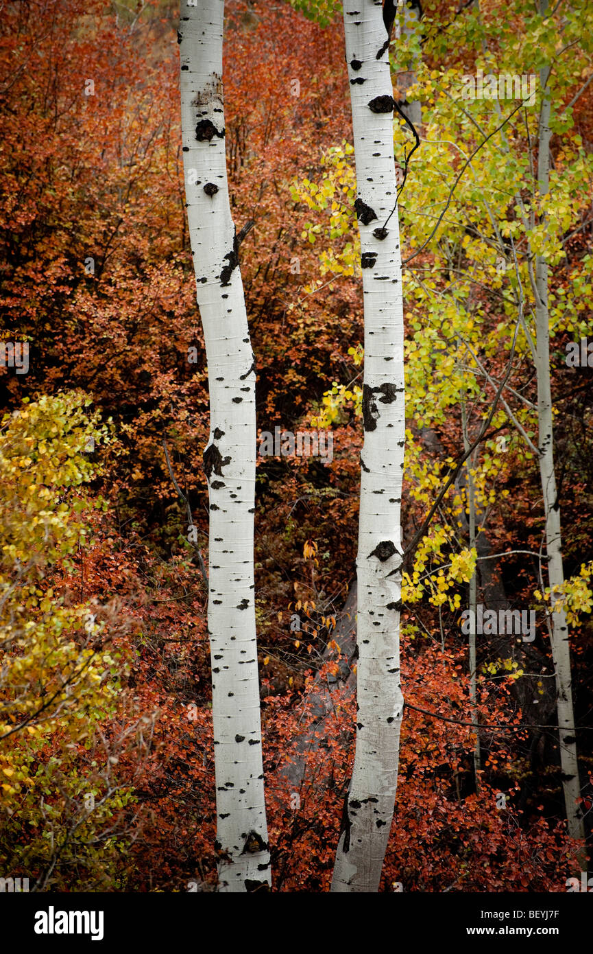 Herbst in Pipestone Canyon, etwas außerhalb von Winthrop, Washington, findet den Aspen Bäume und andere an ihre intensivste Farbe. Stockfoto
