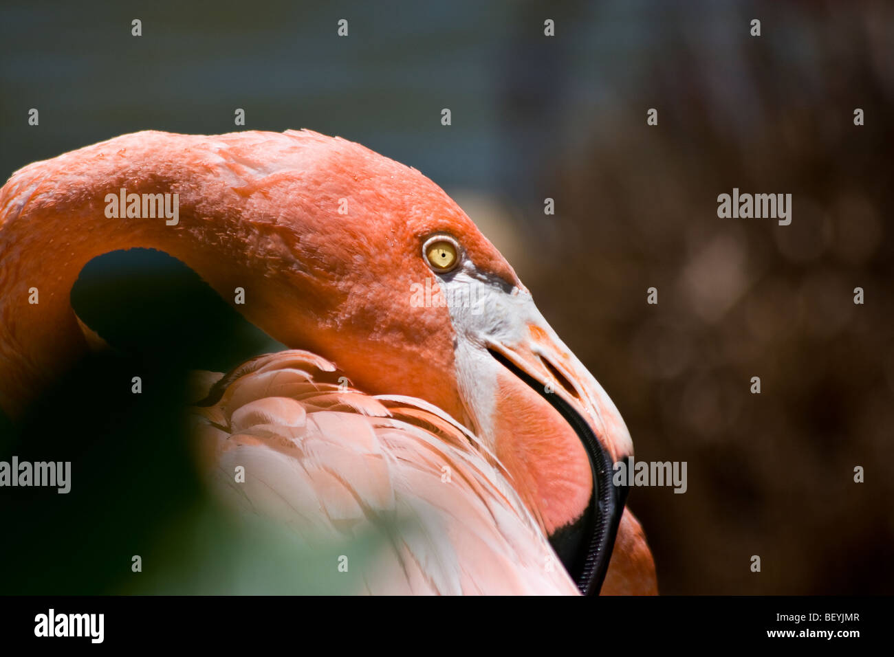 Das "Profil" von "Karibik Flamingo" im "San Diego Zoo" in "San Diego", "California." Stockfoto