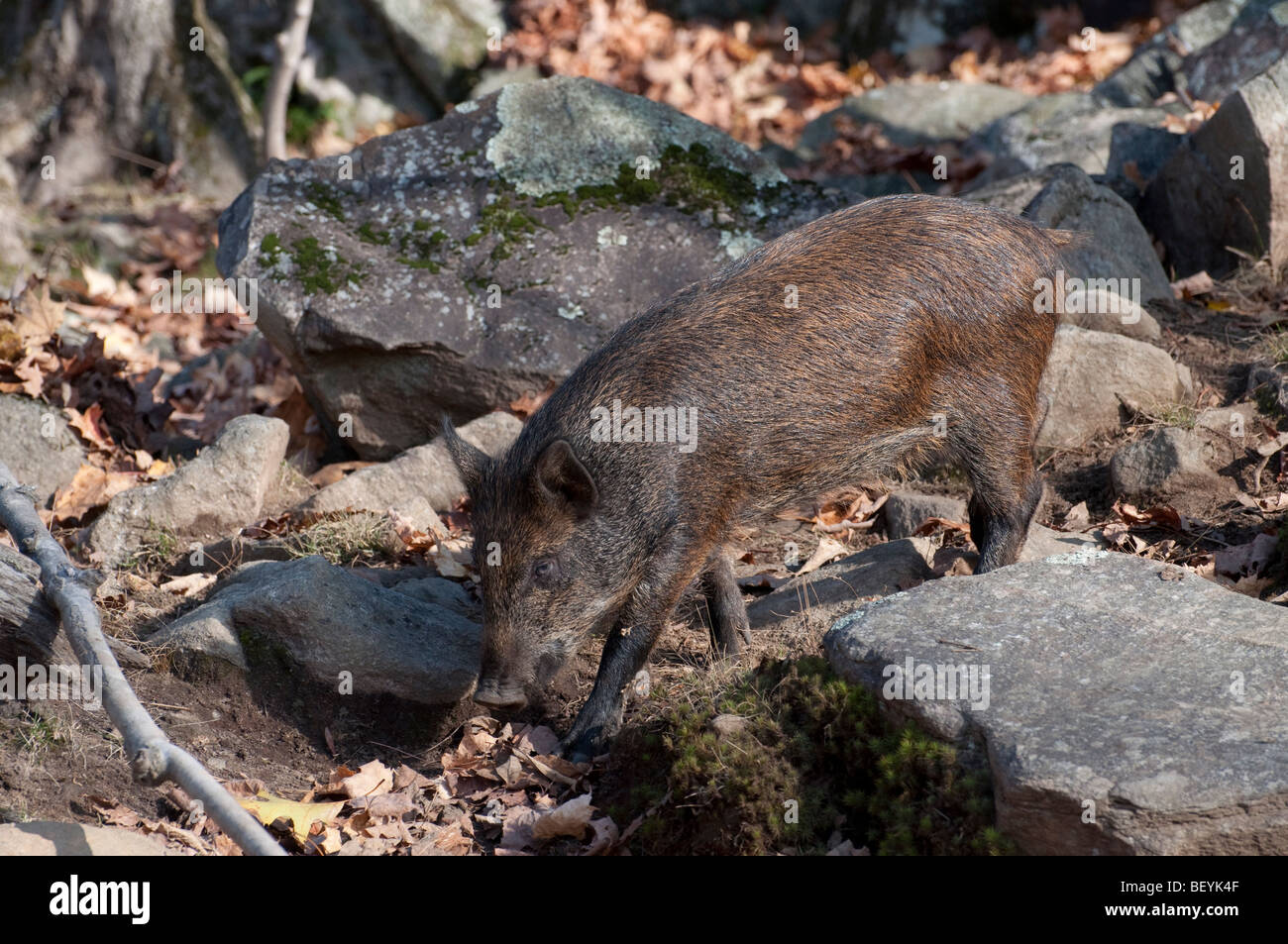 Ein junges Wildschwein im Omega Park in Quebec Stockfoto