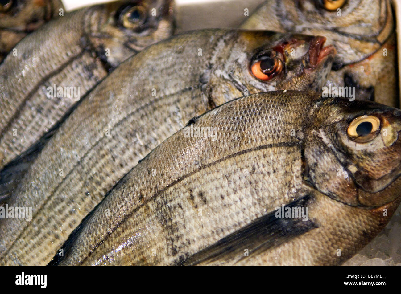 Rungis Markt am Stadtrand von Paris ist das größte Großhandel Fleisch, Fisch- und Gemüsemarkt in der Welt. Stockfoto