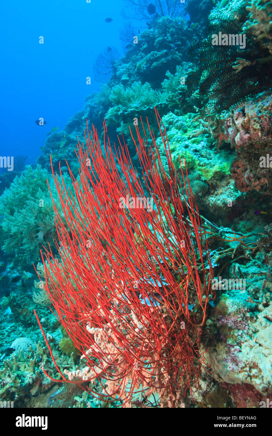 Rote Peitsche Korallen Korallenriff von Menjangan Insel Stockfoto