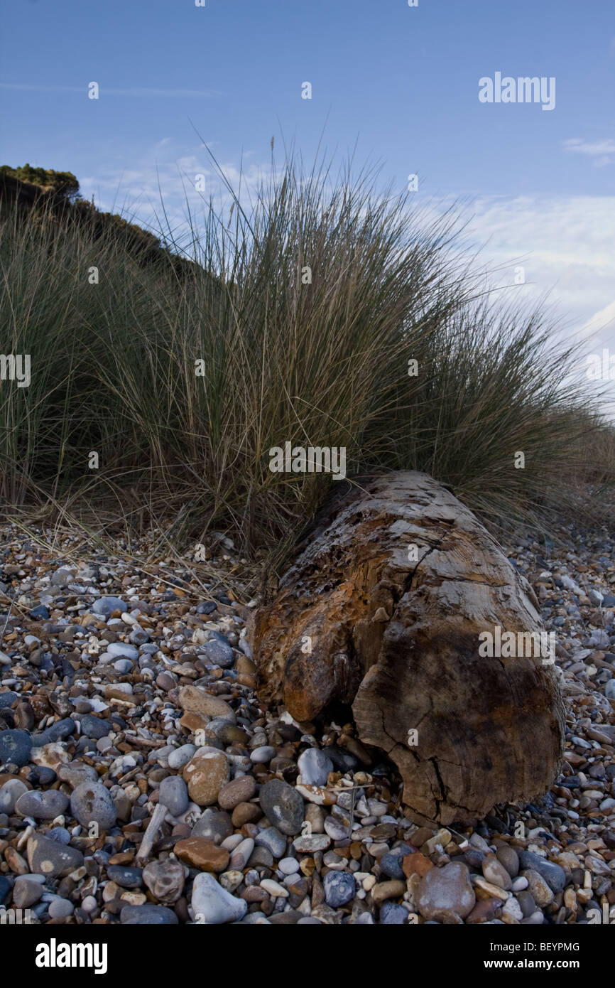 Faule Post mit Seegras Stockfoto