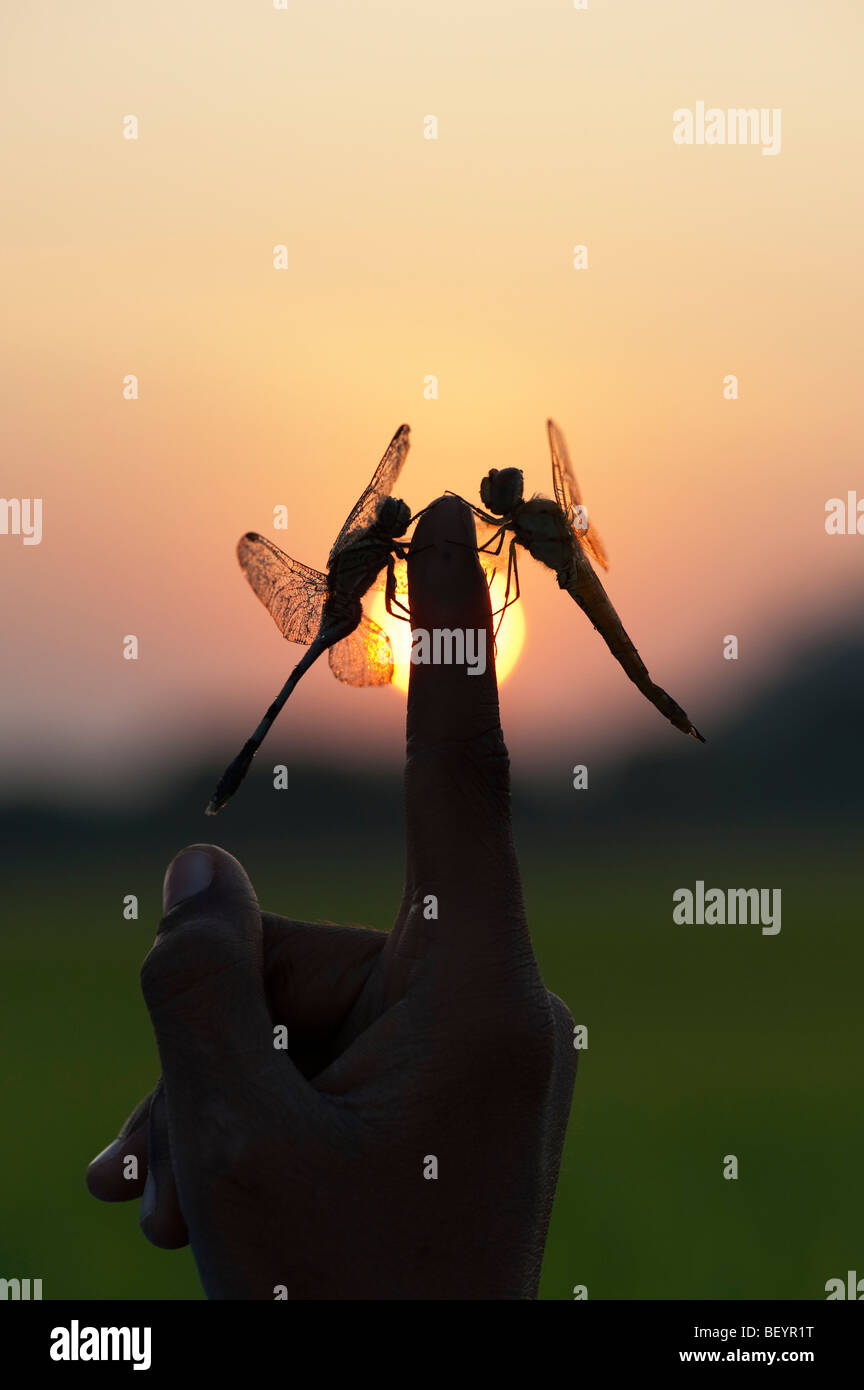 Indischer Junge mit Libellen an seinem Finger bei Sonnenaufgang. Silhouette. Indien Stockfoto