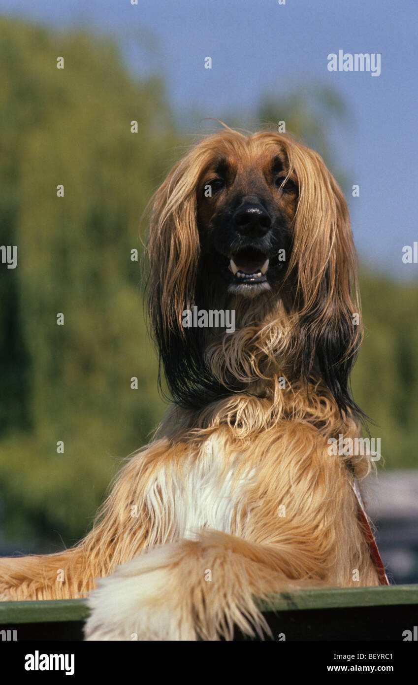 Afghanischer Windhund (Canis Lupus Familiaris), Portrait. Stockfoto